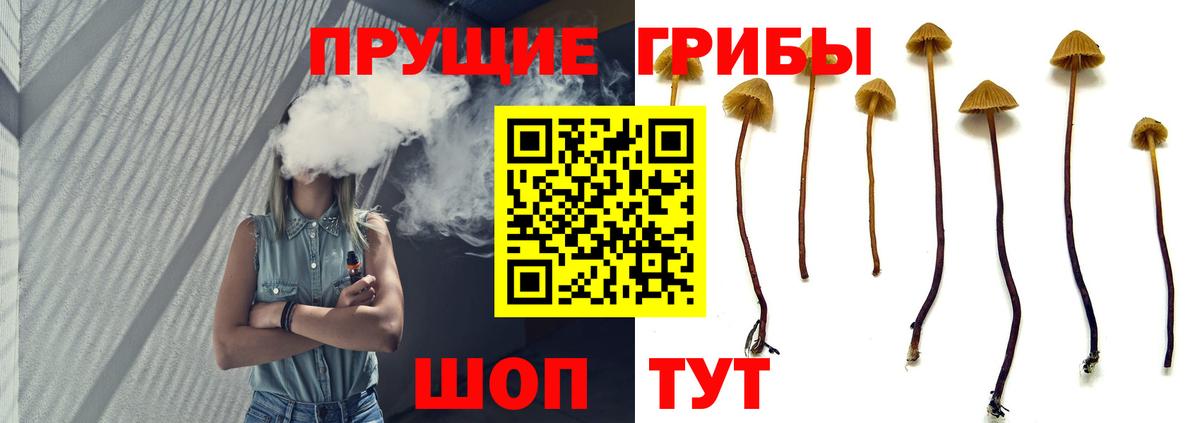 Советск  Псилоцибиновые грибы Psilocybe  Вход с VPN 